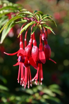 Tree nature blossom plant Photo