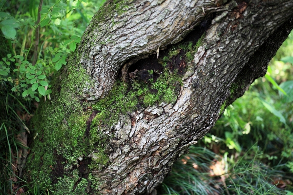 Tree nature forest branch Photo