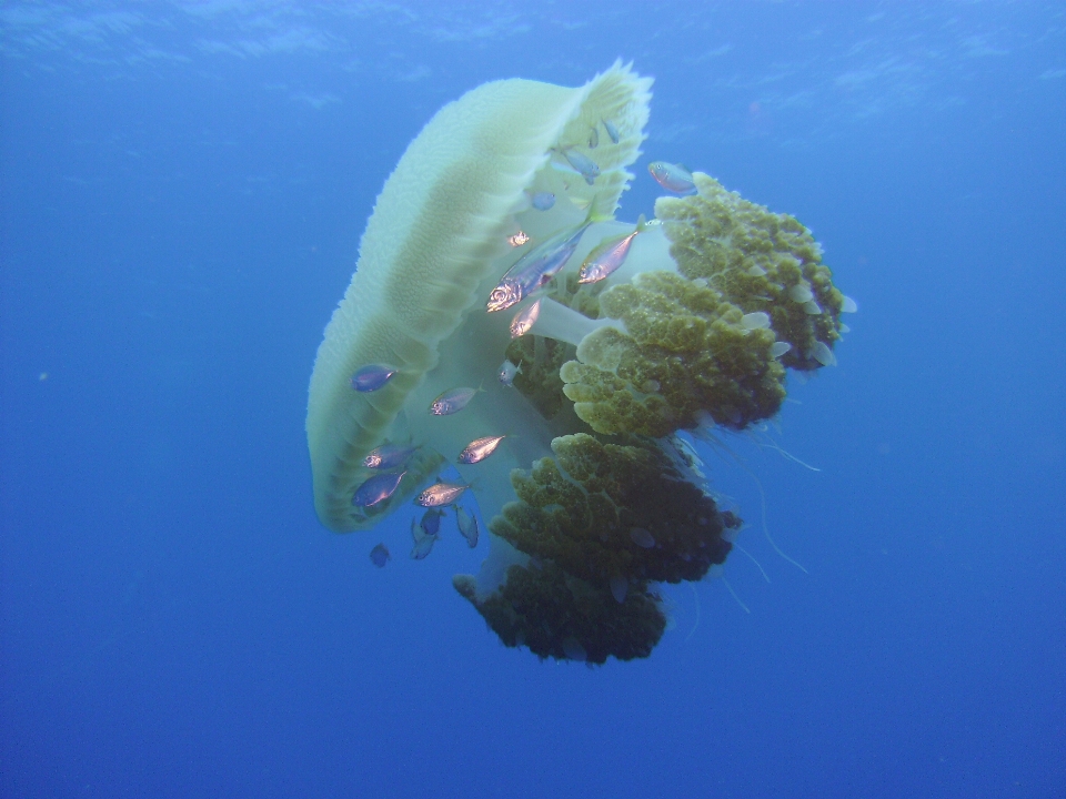 Morze ocean nurkowanie podwodny