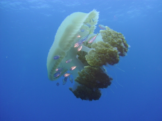 Sea ocean diving underwater Photo