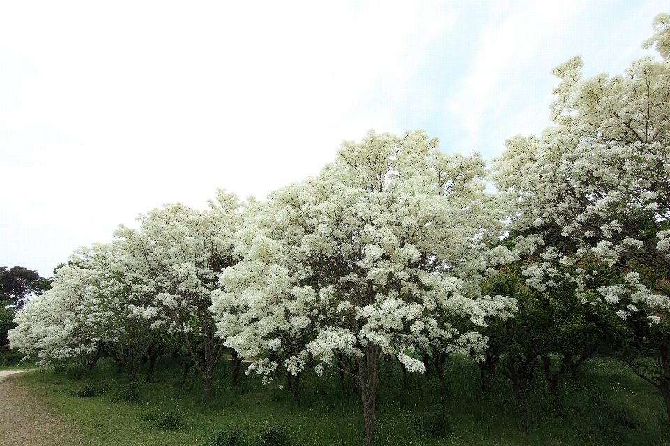 Albero ramo fiore pianta