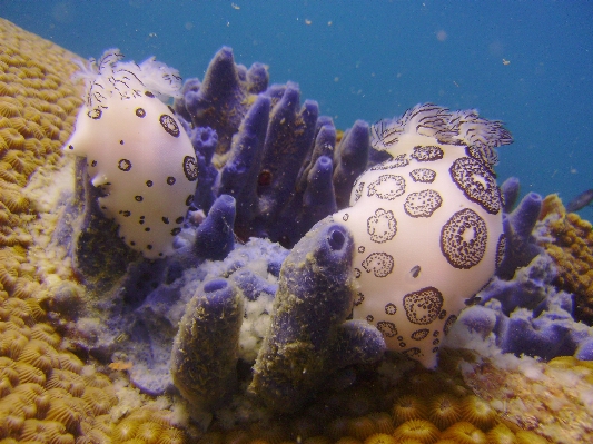 Underwater biology fish coral Photo