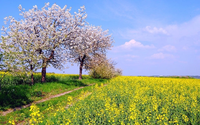 木 花 植物 空 写真