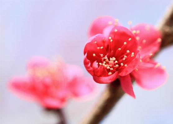 Blossom plant photography flower Photo