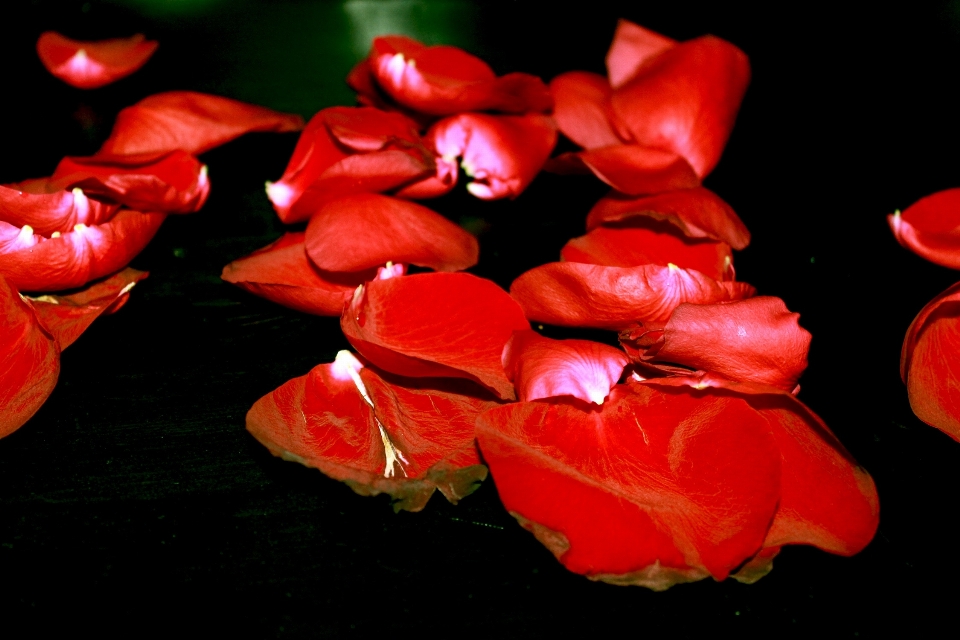 Florecer planta hoja flor