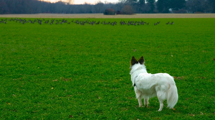 Landschaft natur gras draussen Foto