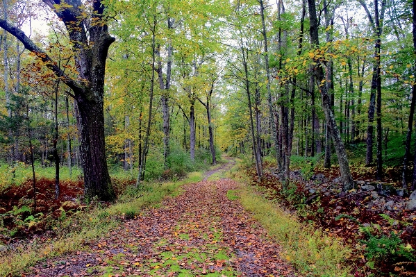 Landscape tree nature forest Photo