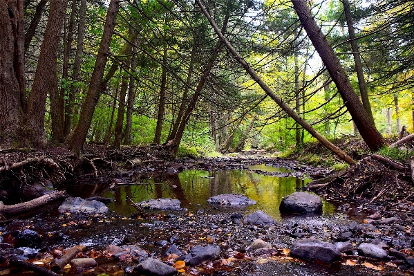 Landscape tree water nature Photo