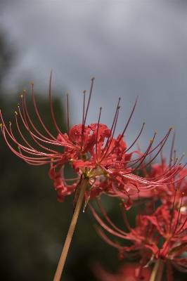 Tree nature branch blossom Photo