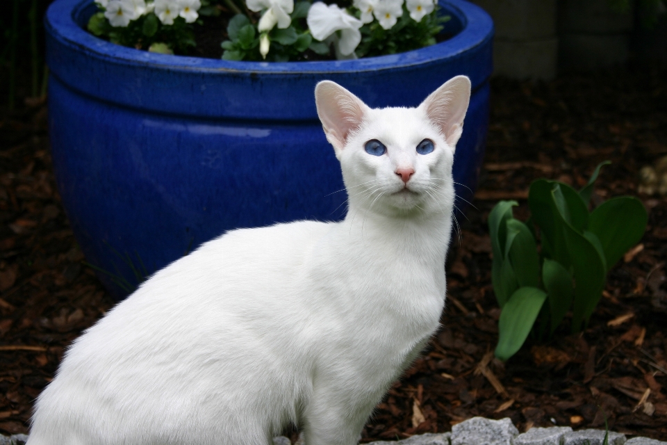 Blanc animal de compagnie chat mammifère