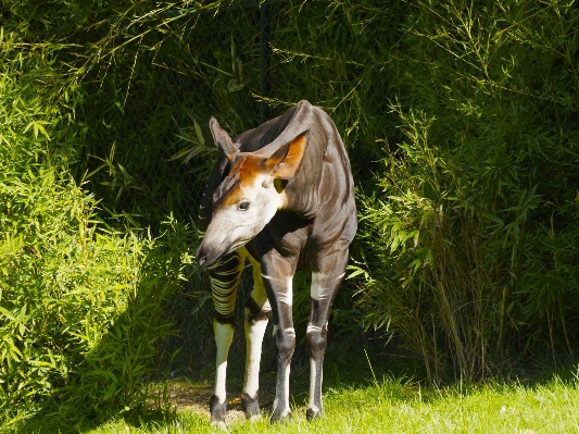 Grass meadow animal wildlife Photo