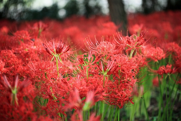 木 自然 草 花 写真