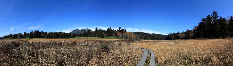 Tree forest wetlands wilderness