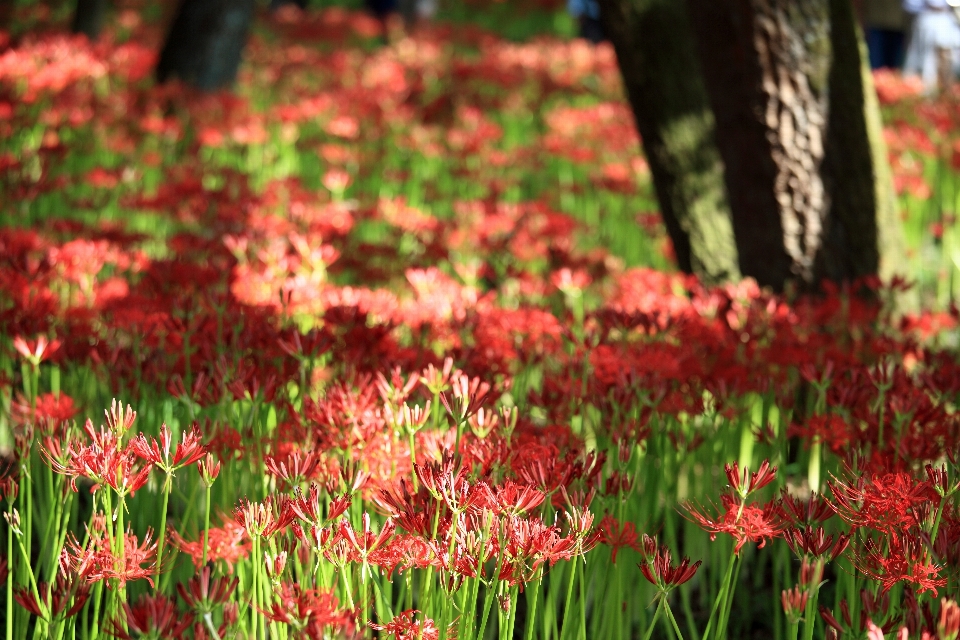 Nature herbe fleurir usine