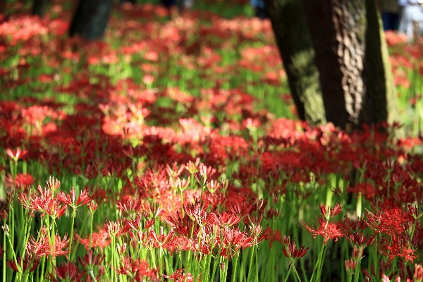 Nature grass blossom plant Photo