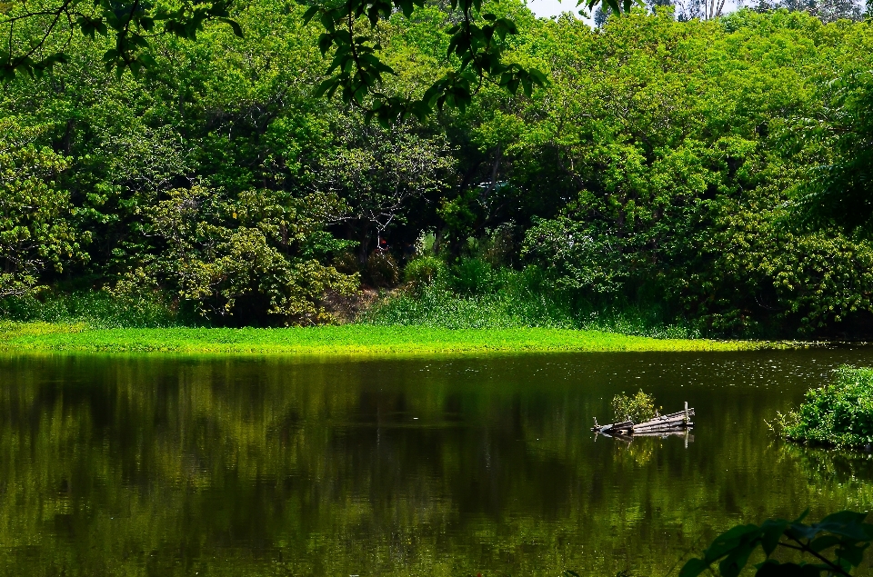 Landscape tree water nature