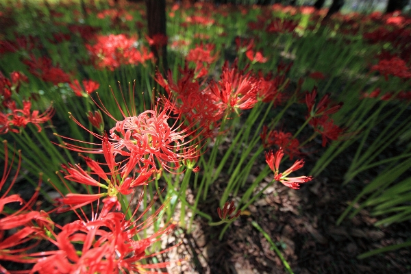 Nature grass blossom plant Photo