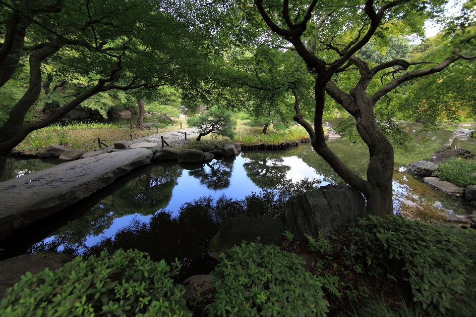 Landschaft baum wasser natur