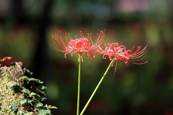 Nature grass branch blossom Photo