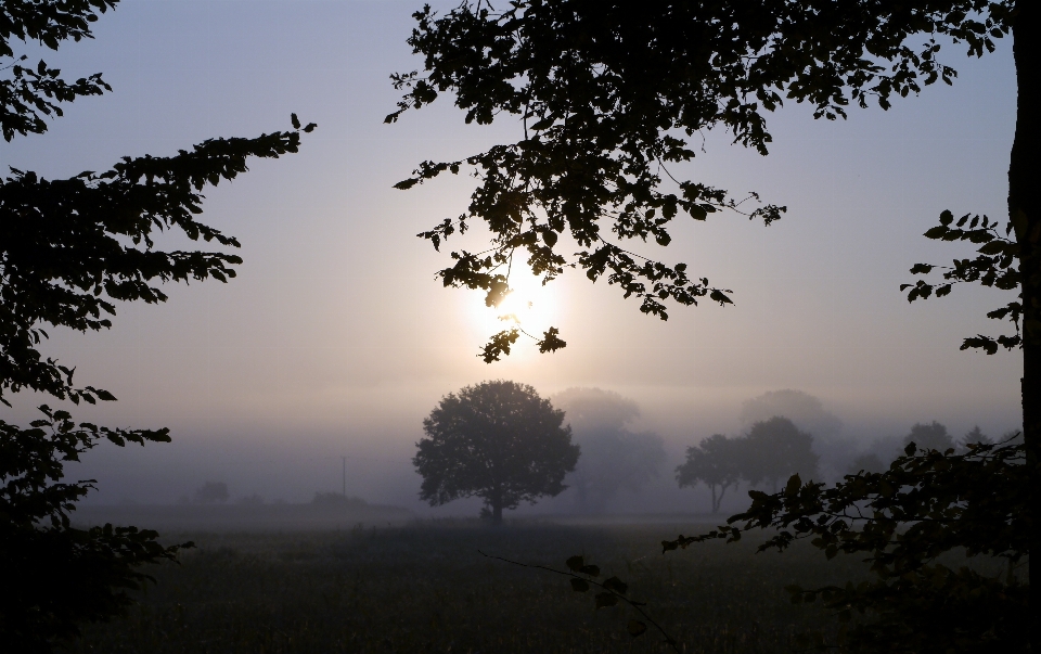 Landscape tree nature forest