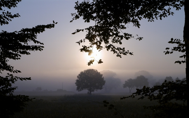 Landscape tree nature forest Photo