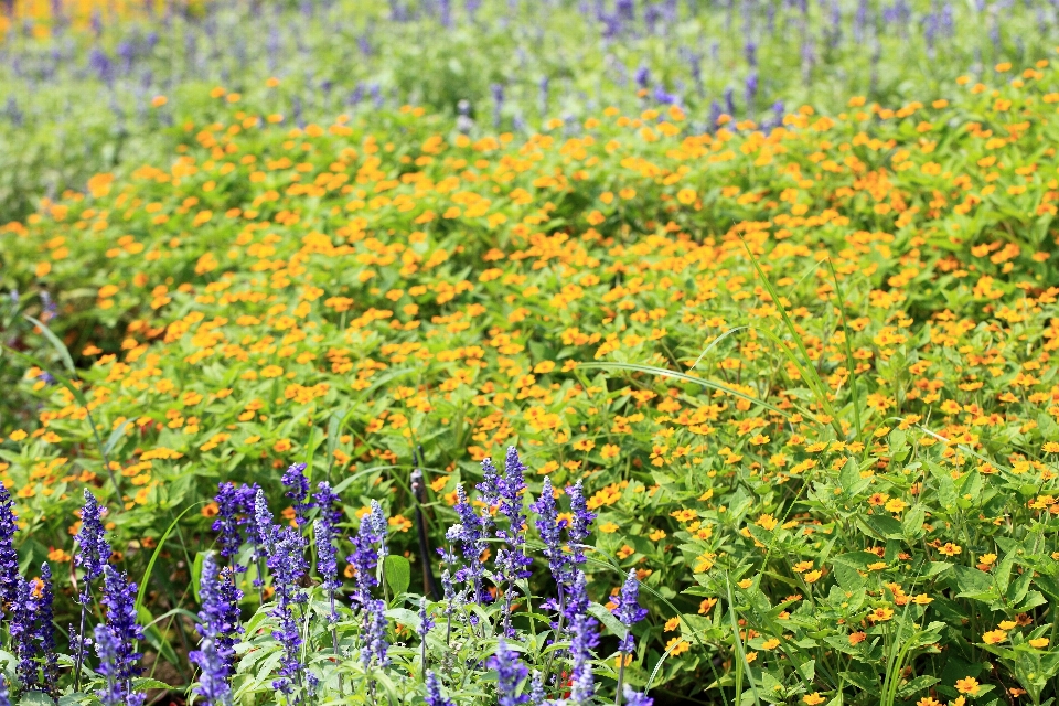 Nature herbe fleurir usine