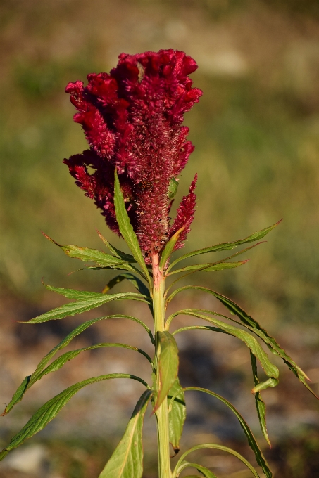 Nature grass plant prairie