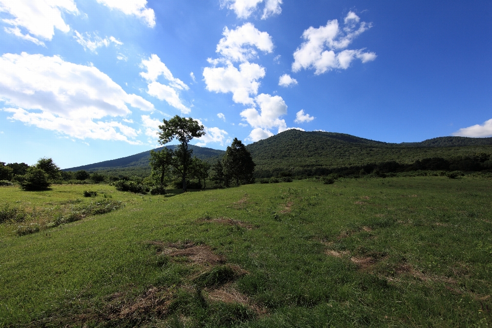 風景 木 草 荒野
