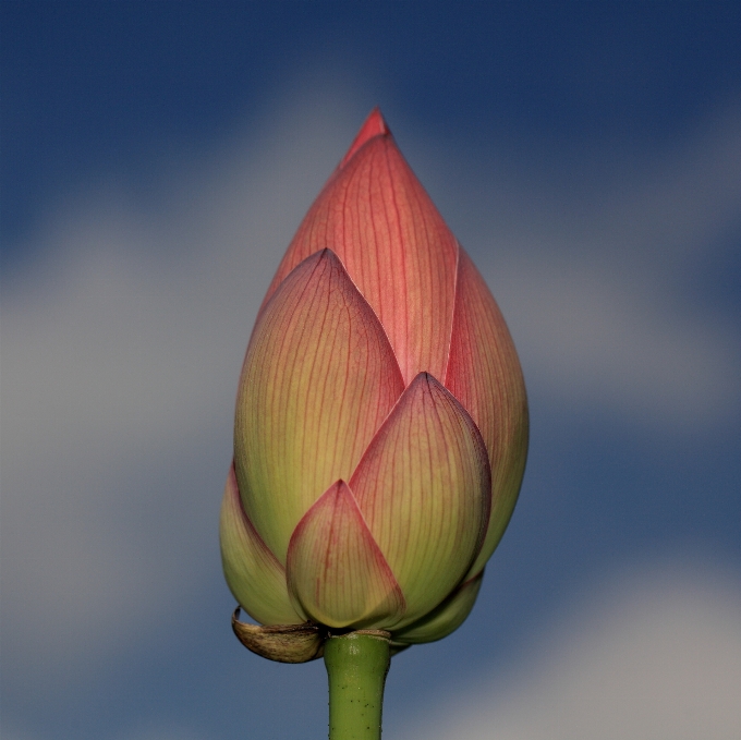 Plant field flower petal