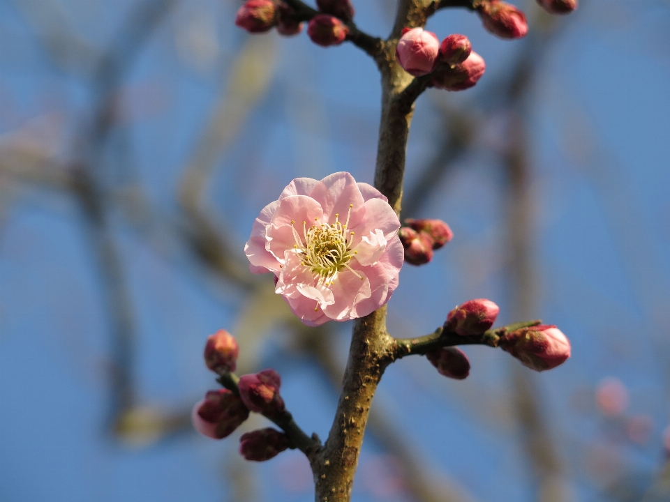 Albero natura ramo fiore