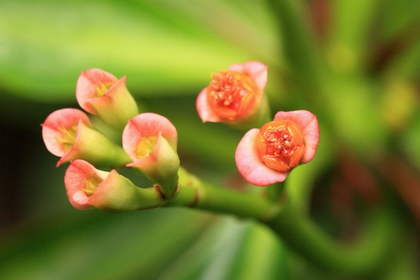 Nature blossom plant photography Photo