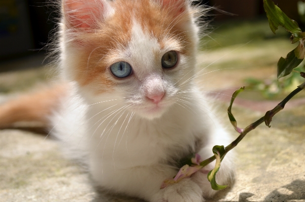 Grass white love fur Photo