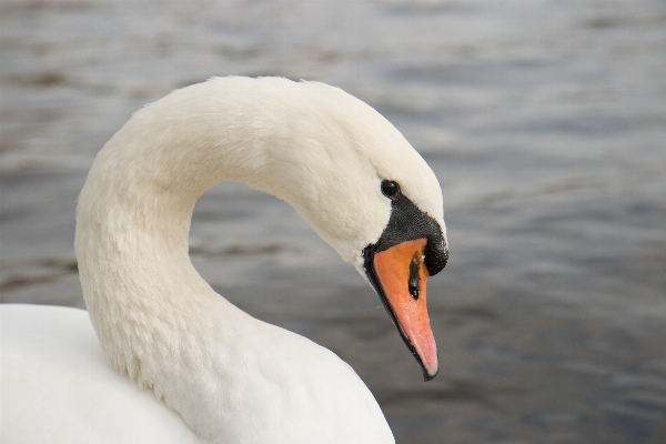 Beach coast water bird Photo