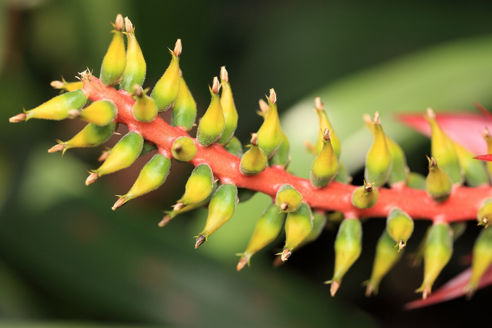 Naturaleza rama planta fotografía