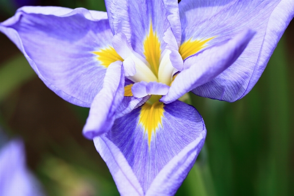 Natur anlage blume blütenblatt Foto