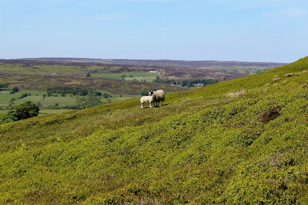 Landscape nature grass wilderness Photo