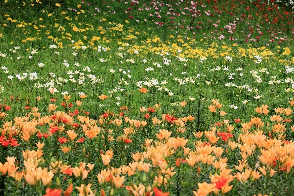 Grass plant field lawn Photo