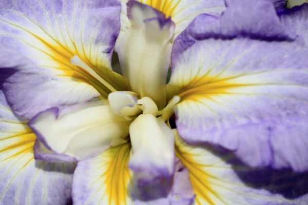 Blossom plant flower purple Photo