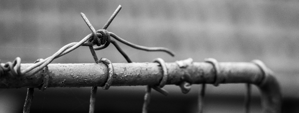 Outdoor branch fence barbed wire