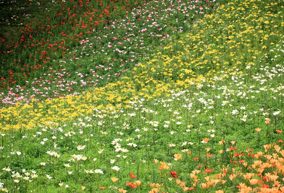 草 植物 分野 芝生