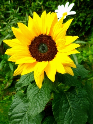 自然 花 植物 白 写真