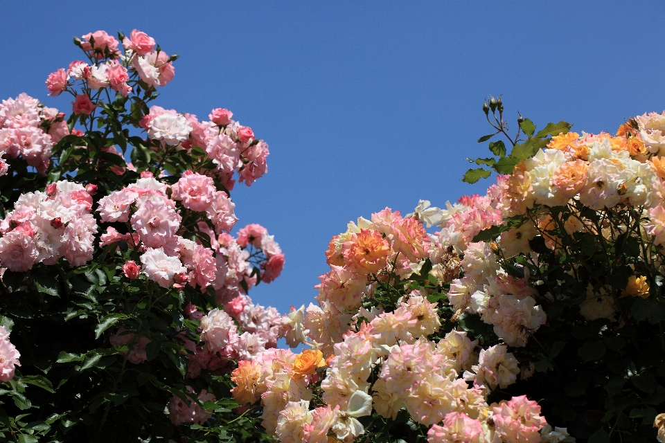 Arbre nature bifurquer fleurir