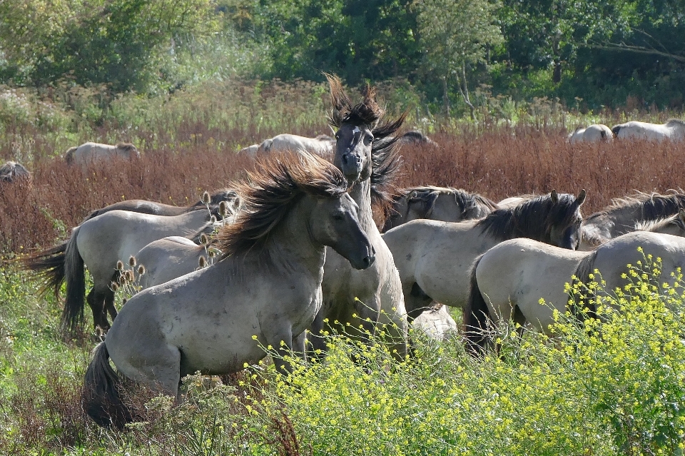 Nature wildlife wild herd