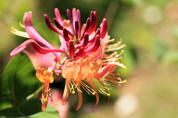 Nature blossom plant flower Photo