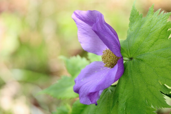 Blossom plant flower petal Photo