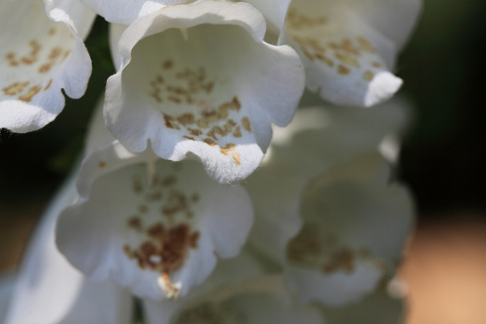 Branch blossom plant white