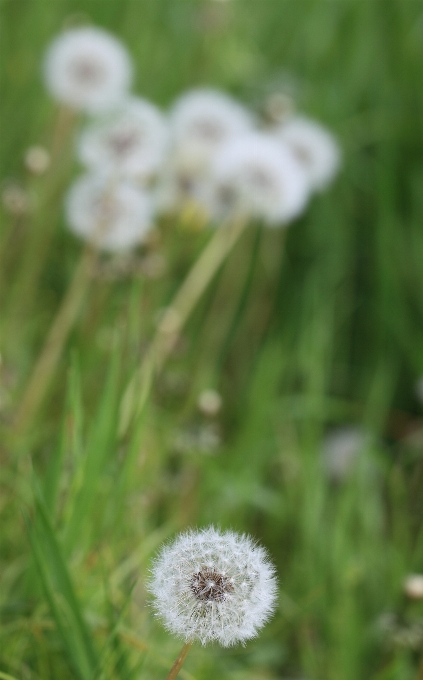 Alam rumput tanaman halaman