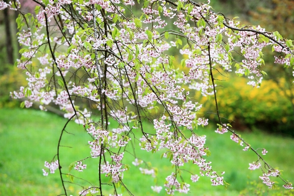 木 ブランチ 花 植物 写真