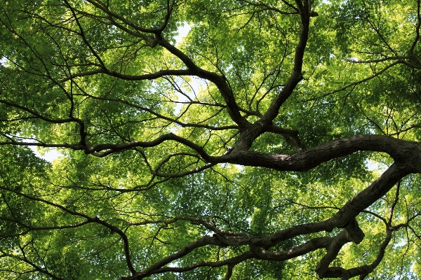 Tree forest branch plant Photo