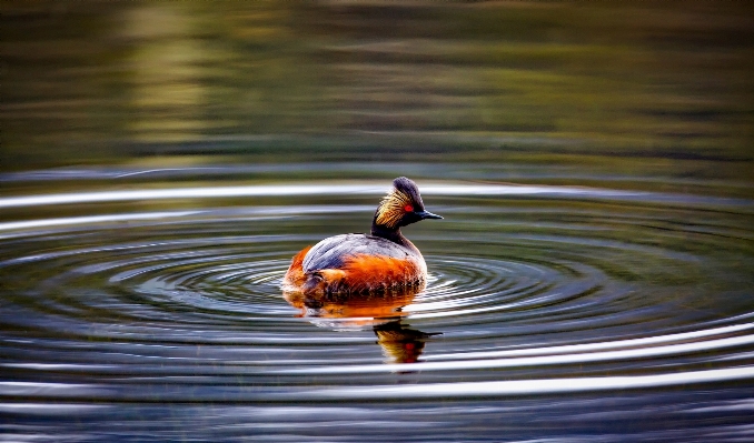 水 自然 鳥 湖 写真